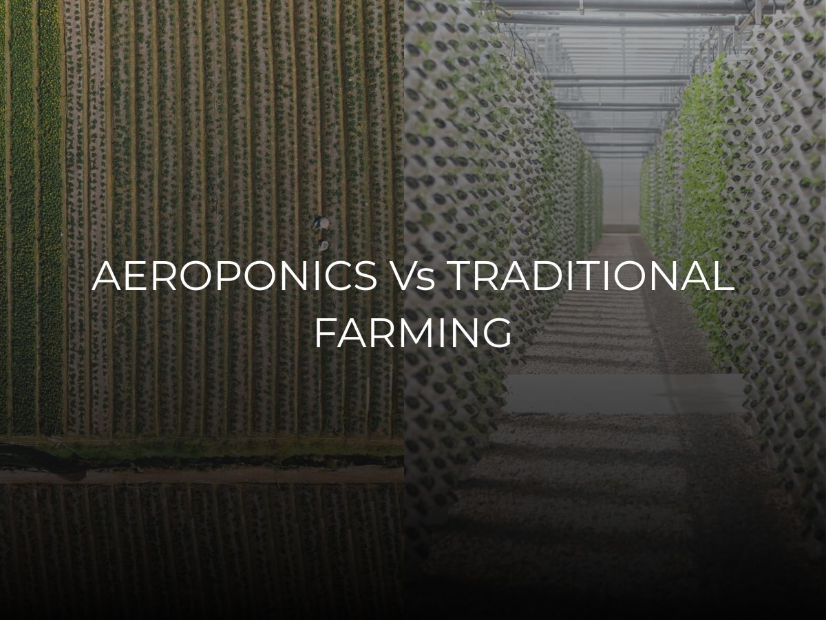 Aeroponics vs traditional farming